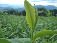 Camelia sinensis